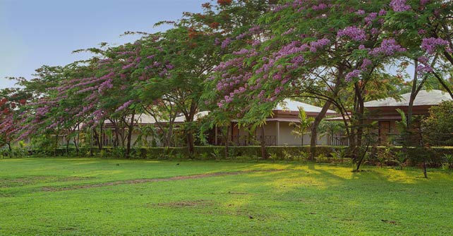 Green Lawns